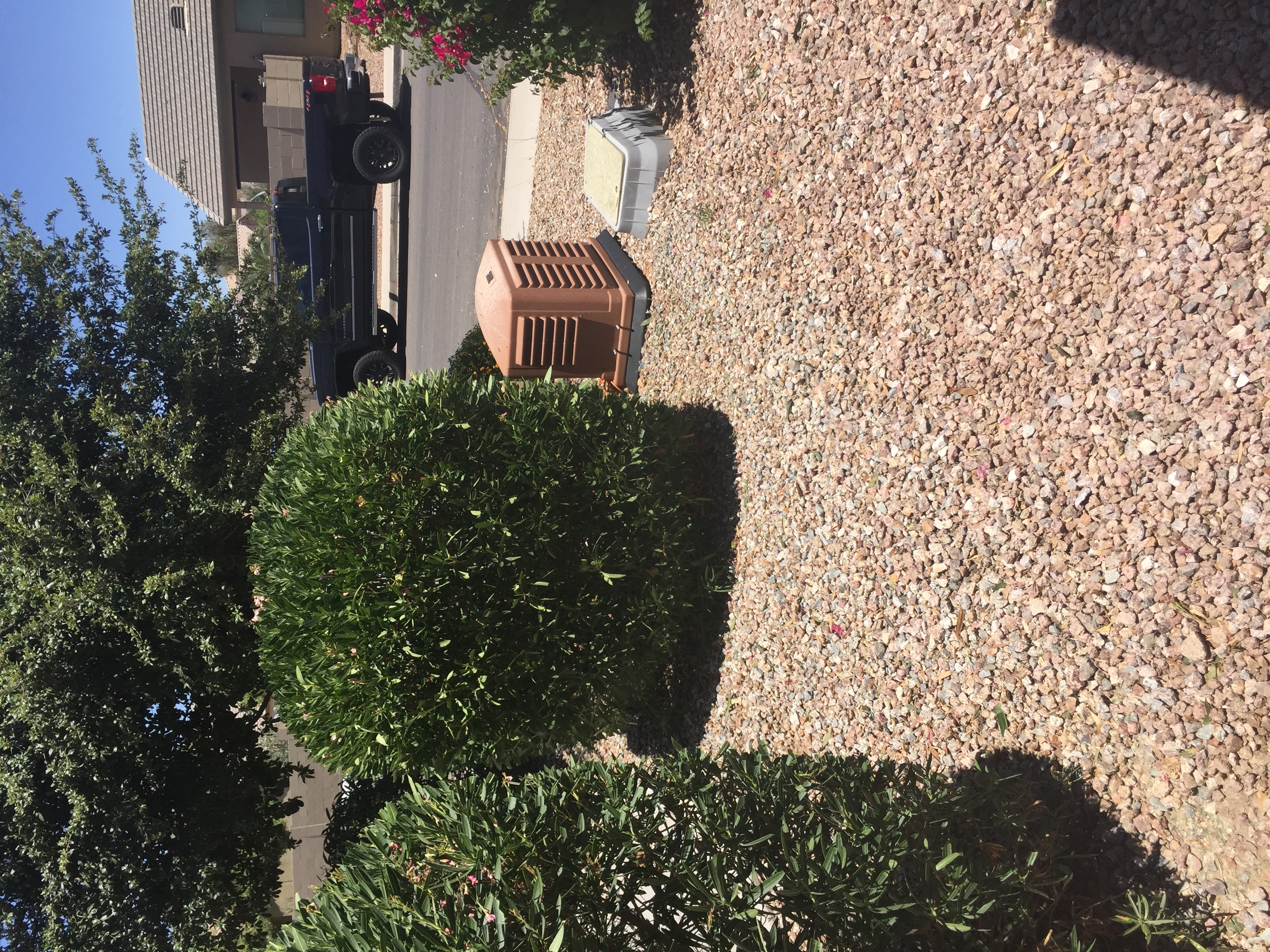 Desert yard landscaping maintenance